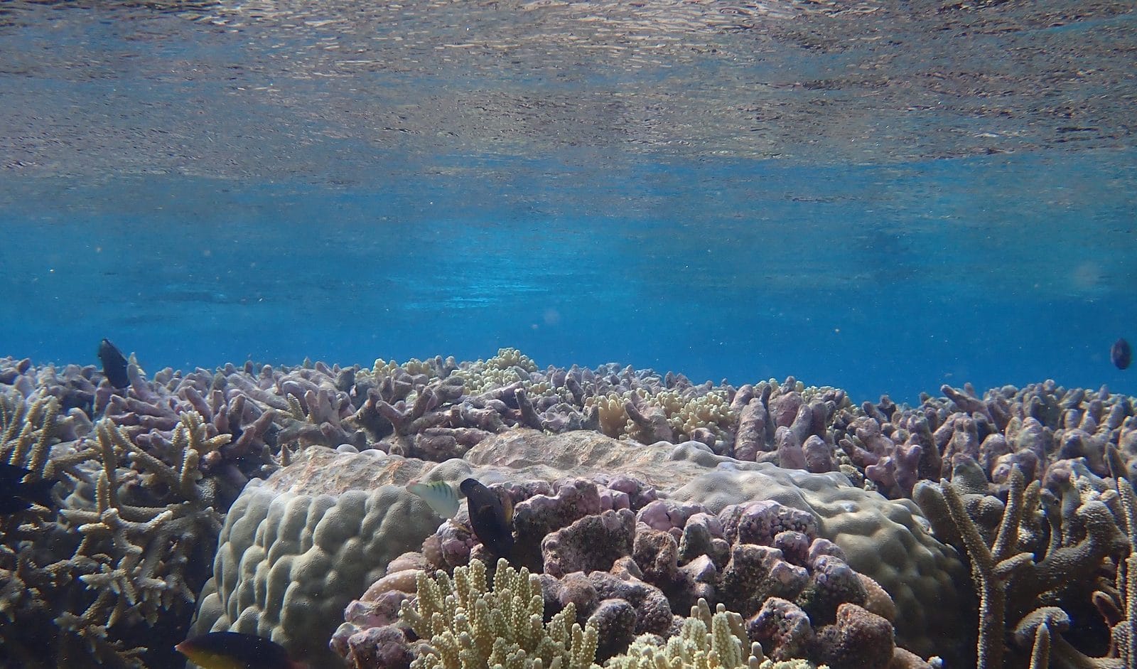 Coral reef scene at Direction Island, Cocos (Keeling) Islands