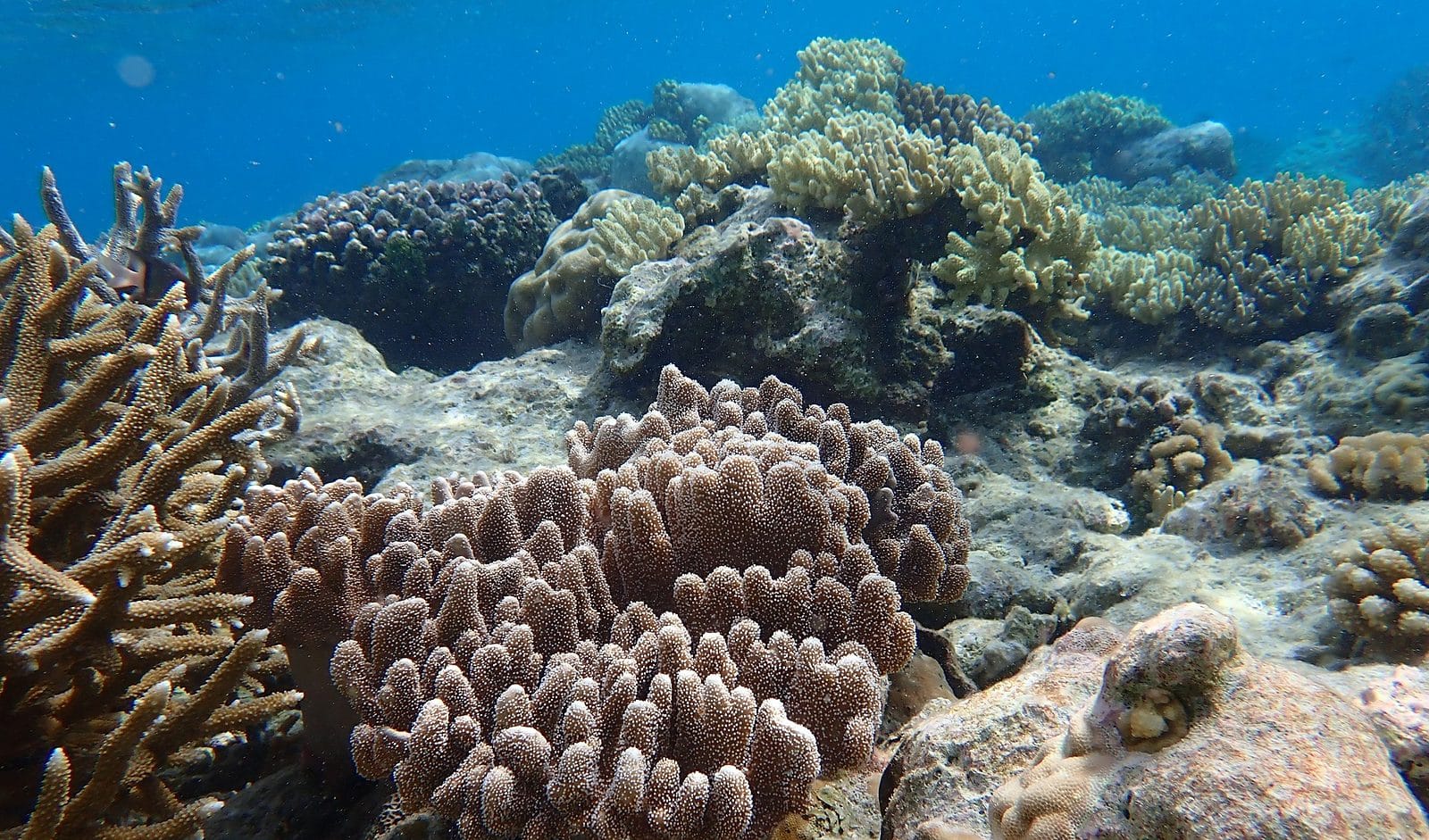 Coral reef scene at Direction Island, Cocos (Keeling) Islands