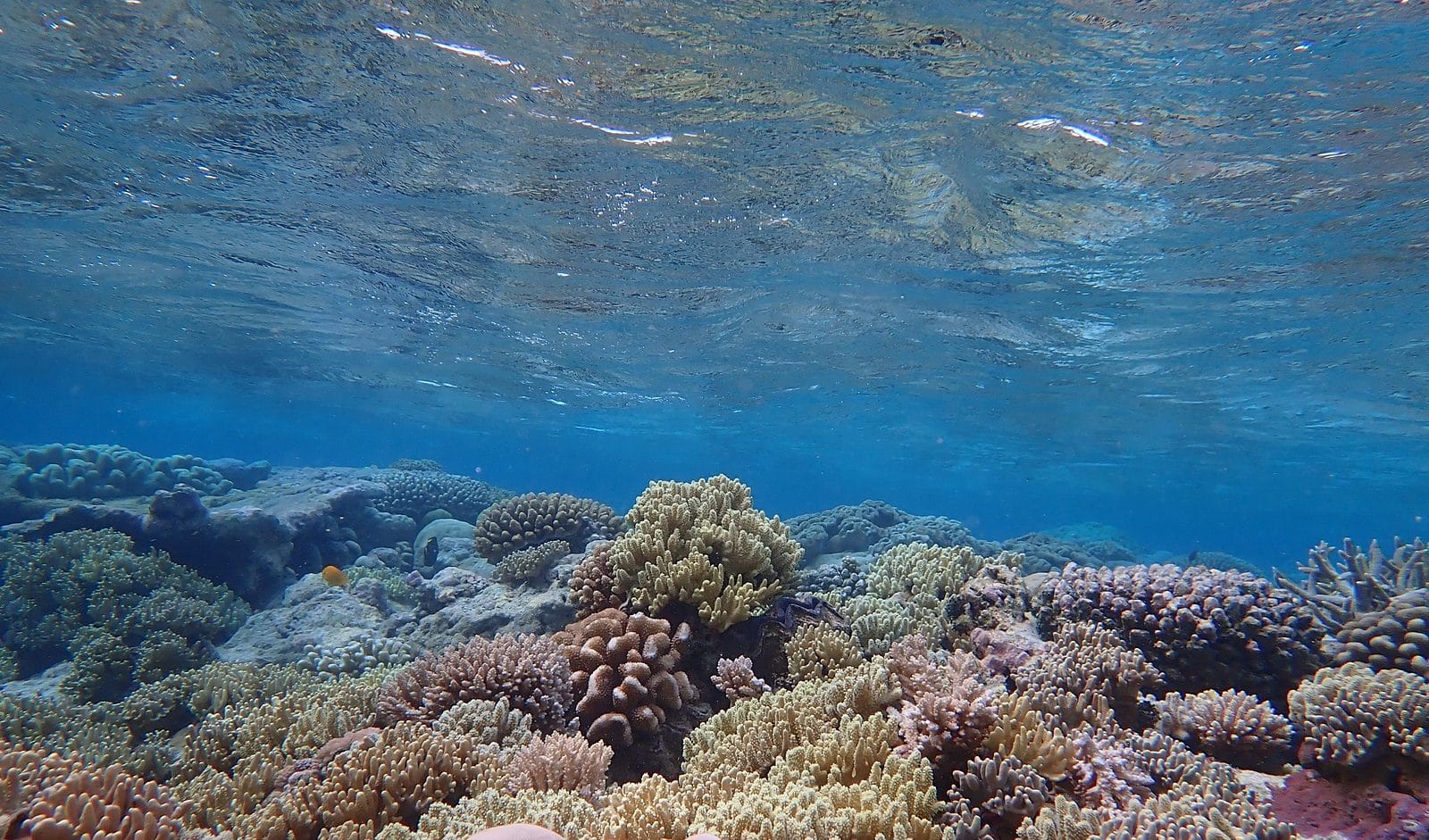 Coral reef scene at Direction Island, Cocos (Keeling) Islands