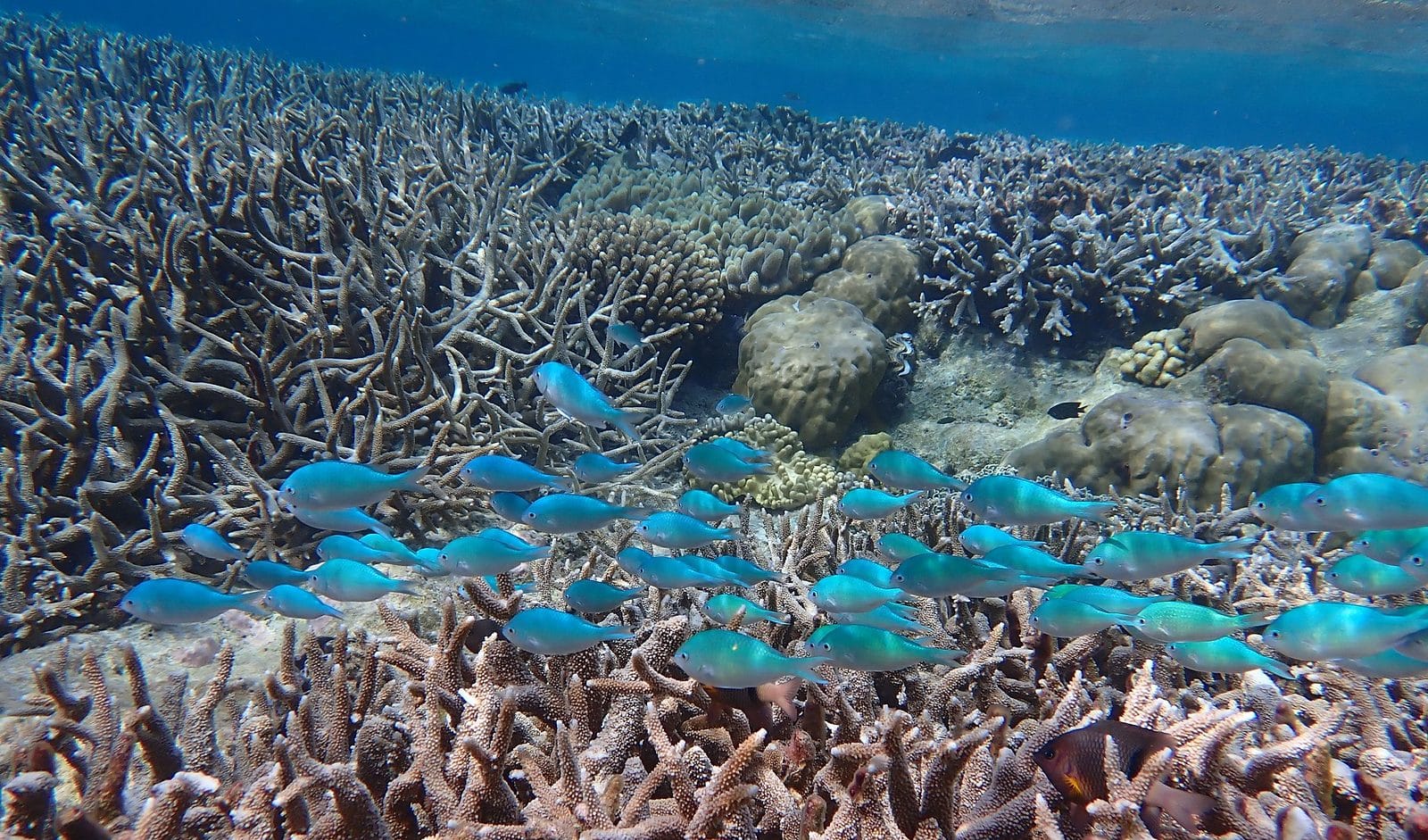 Coral reef scene at Direction Island, Cocos (Keeling) Islands