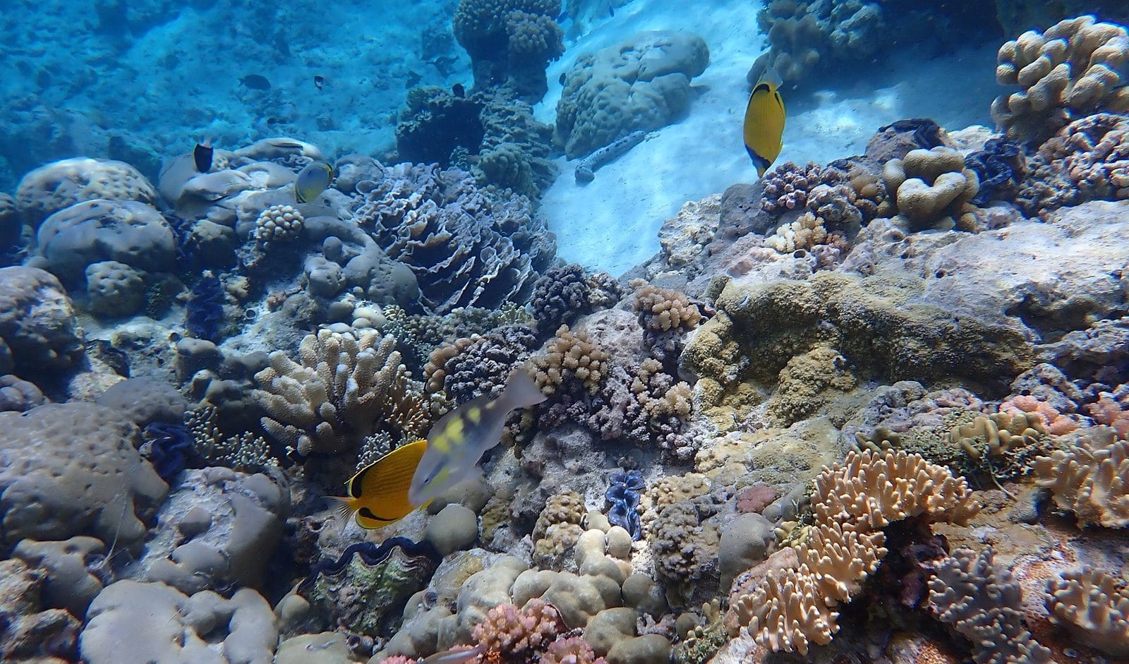 Coral reef scene at Direction Island, Cocos (Keeling) Islands