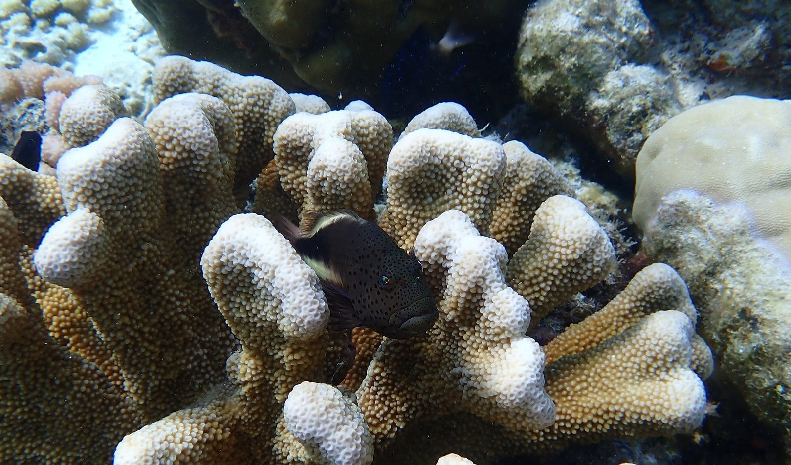 Coral reef scene at Direction Island, Cocos (Keeling) Islands