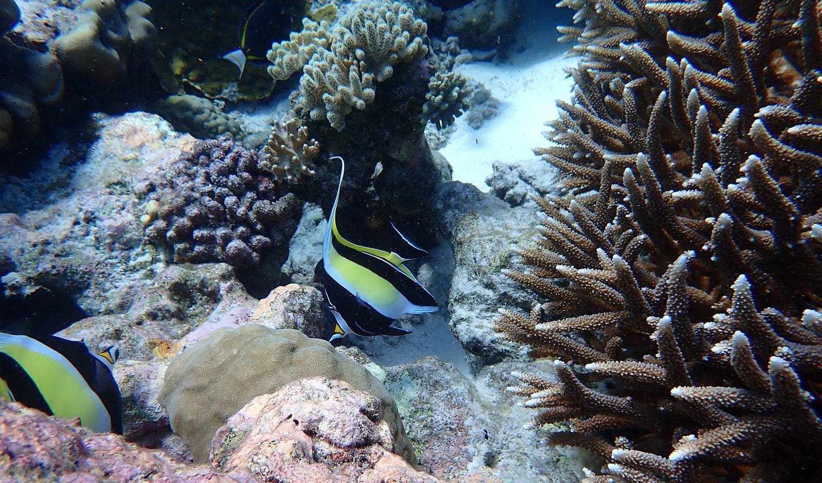 Coral reef scene at Direction Island, Cocos (Keeling) Islands
