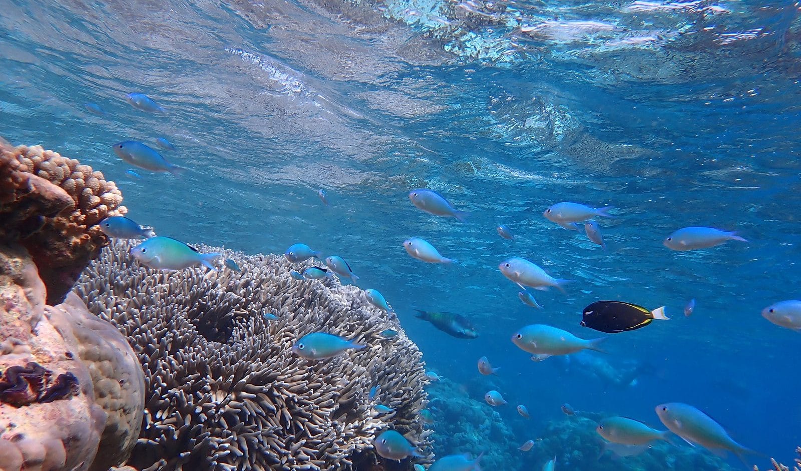 Coral reef scene at Direction Island, Cocos (Keeling) Islands