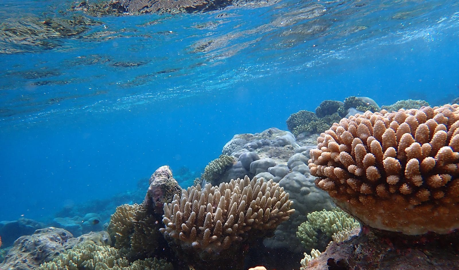 Coral reef scene at Direction Island, Cocos (Keeling) Islands