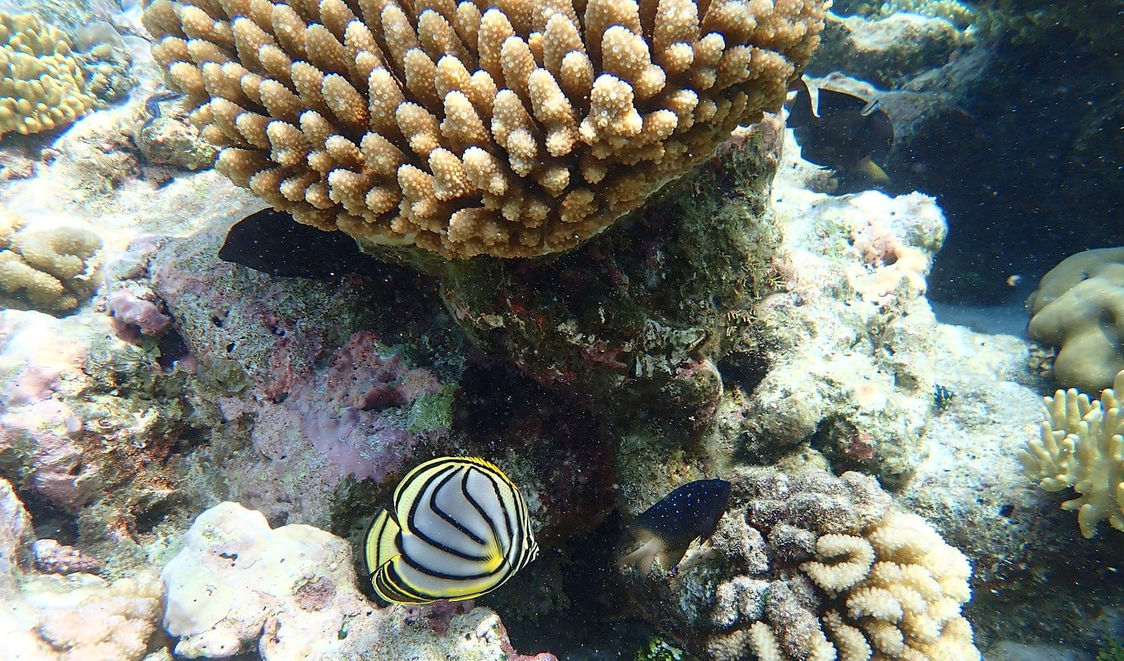Coral reef scene at Direction Island, Cocos (Keeling) Islands