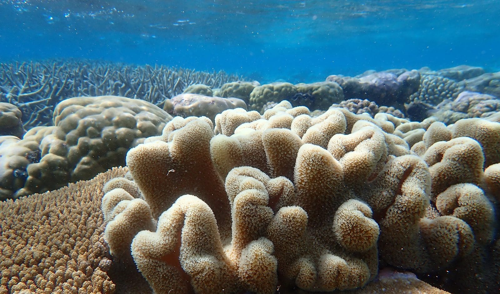 Coral reef scene at Direction Island, Cocos (Keeling) Islands