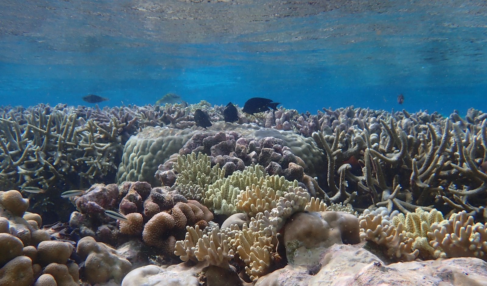 Coral reef scene at Direction Island, Cocos (Keeling) Islands