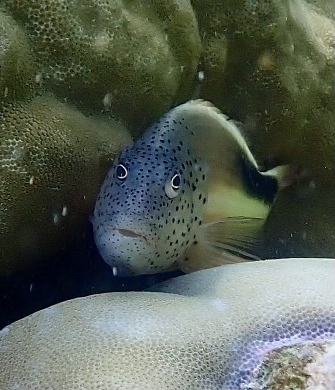 A freckled hawkfish peering out from between coral heads at Direction Island