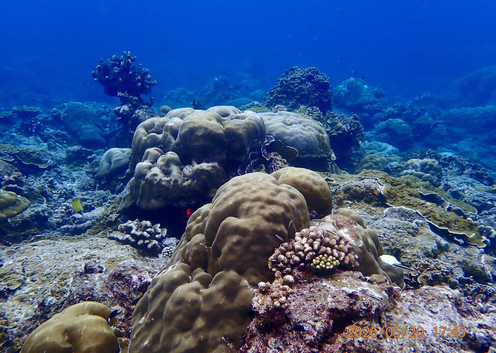 Coral gardens at Christmas Island