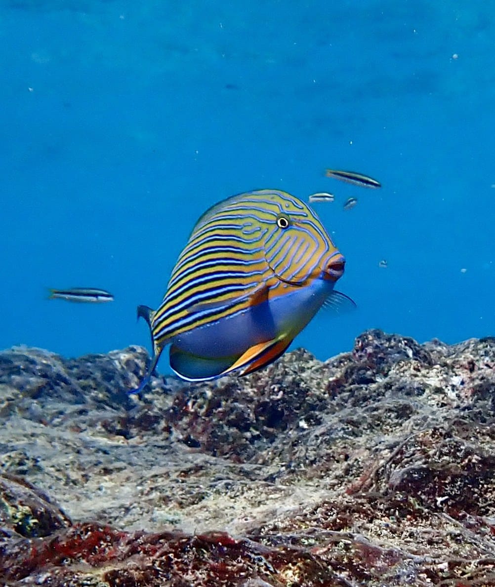 A lined surgeonfish at Christmas Island