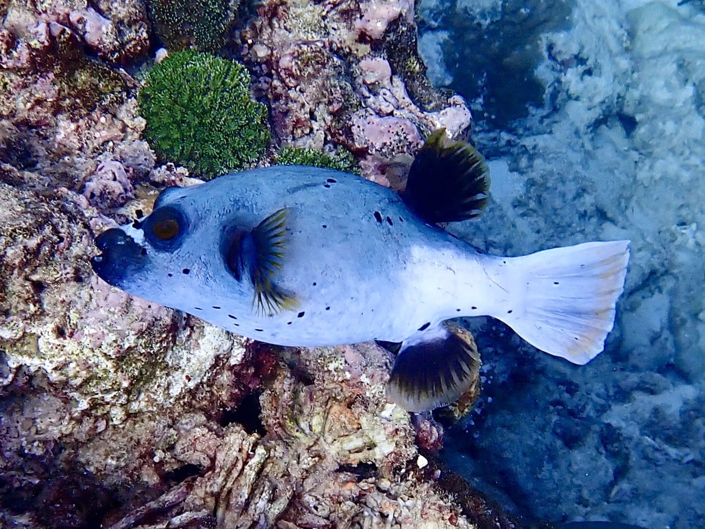 A blackspotted puffer at Christmas Island