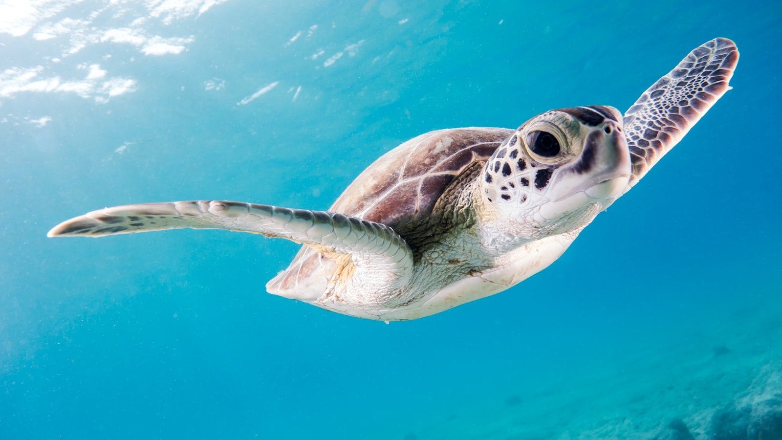 A green turtle gliding through bright blue water above coral
