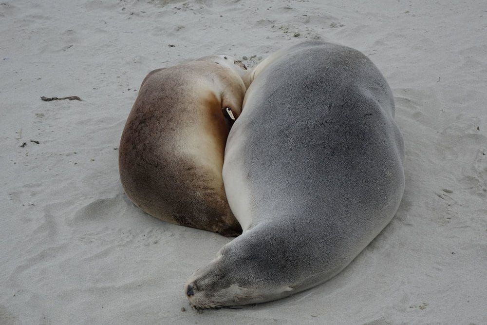 A New Zealand sea lion mother and her pup curled up together asleep on pale sand