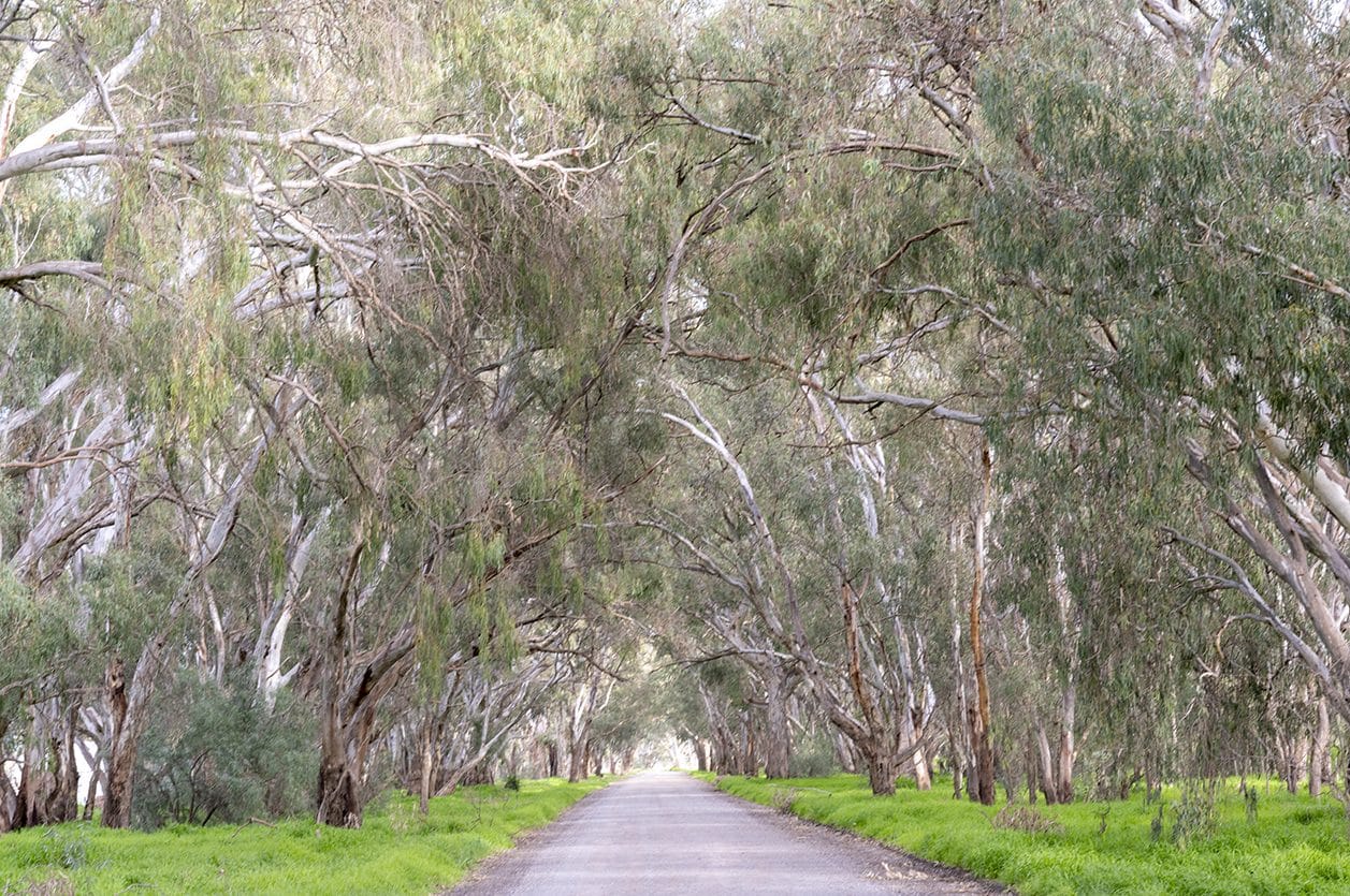 An avenue of eucalypts along the Murray River, arching over a quiet country road at Bearii in northern Victoria