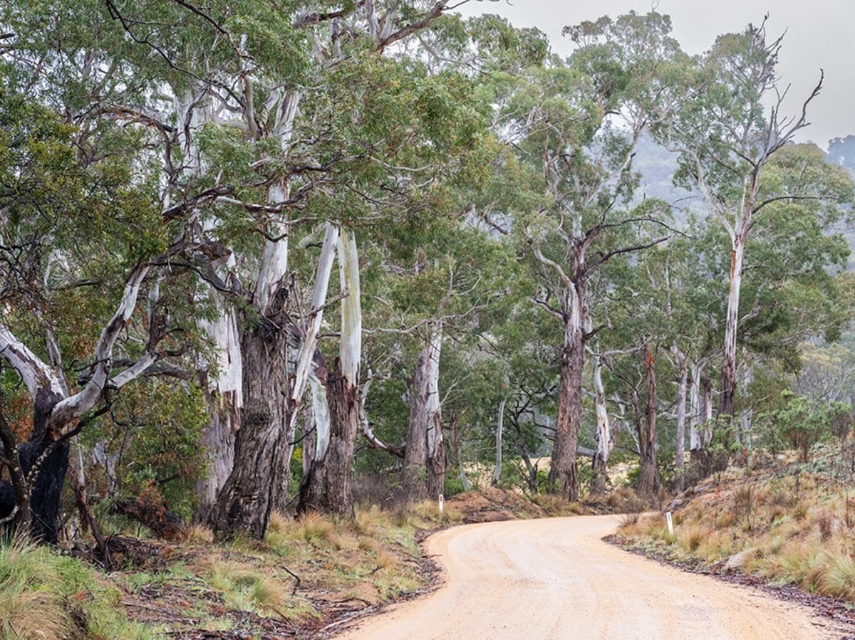 A gravel road lined with eucalypts near Snowball on the Cooma Road