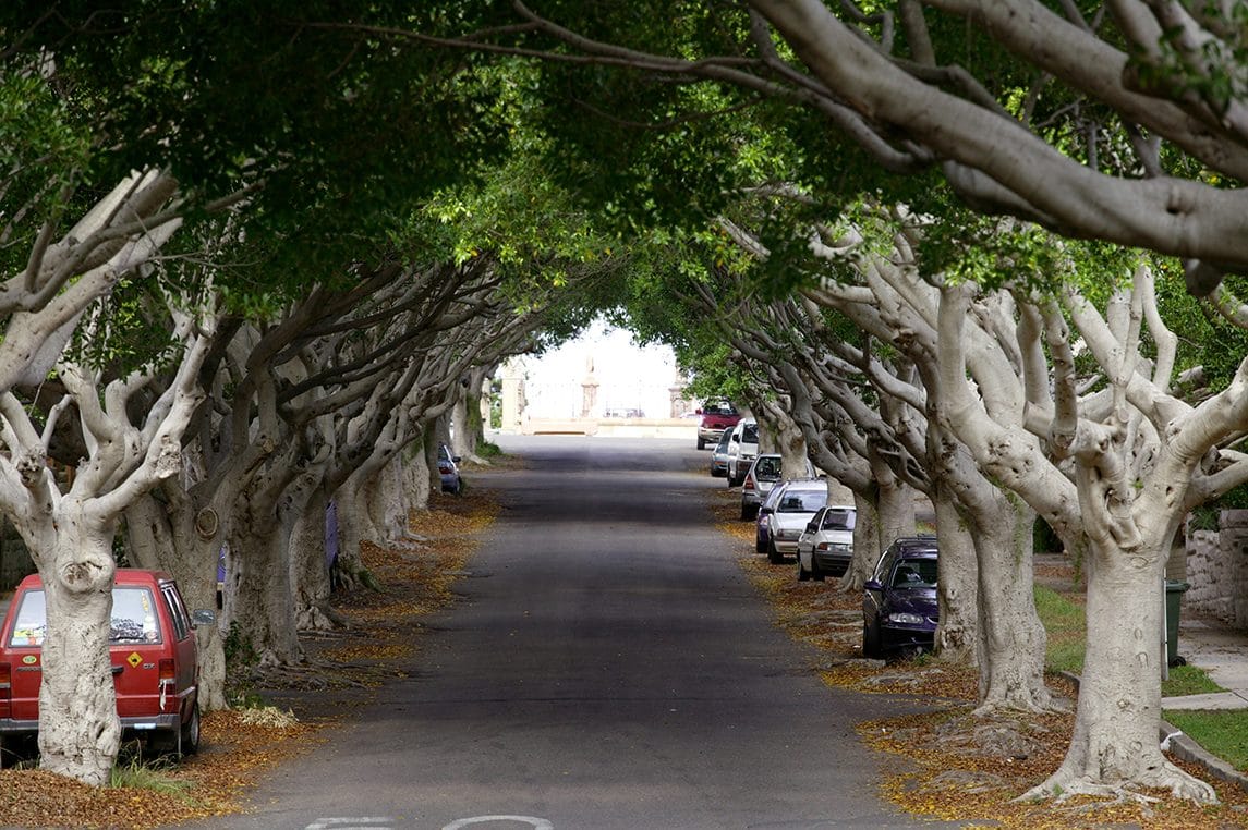Fig trees forming a green tunnel over Chesterfield Parade, Clovelly