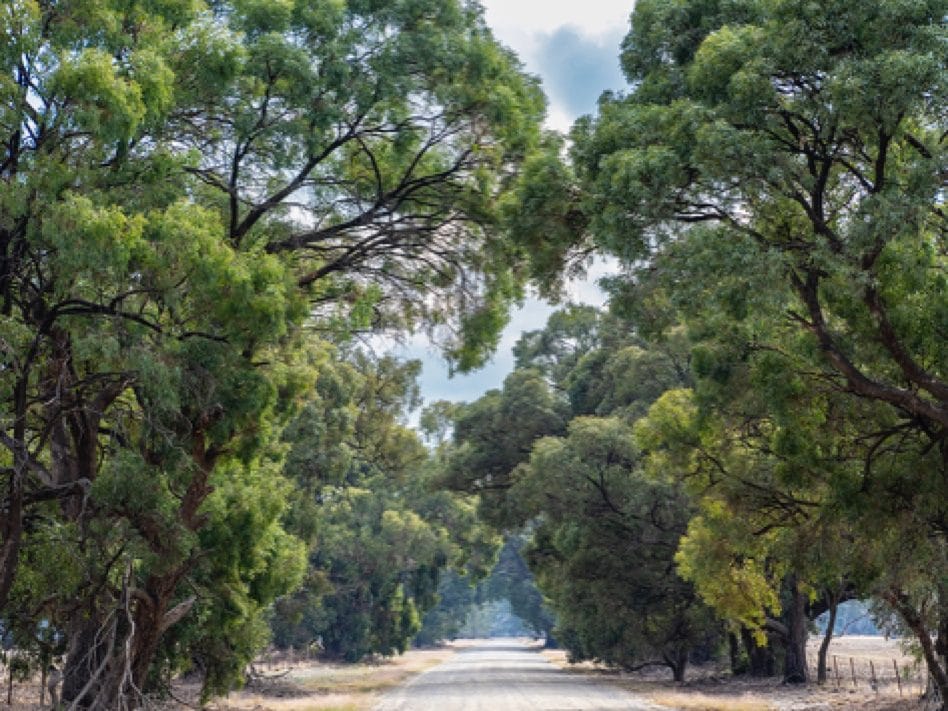 Tall trees meeting over a quiet country road