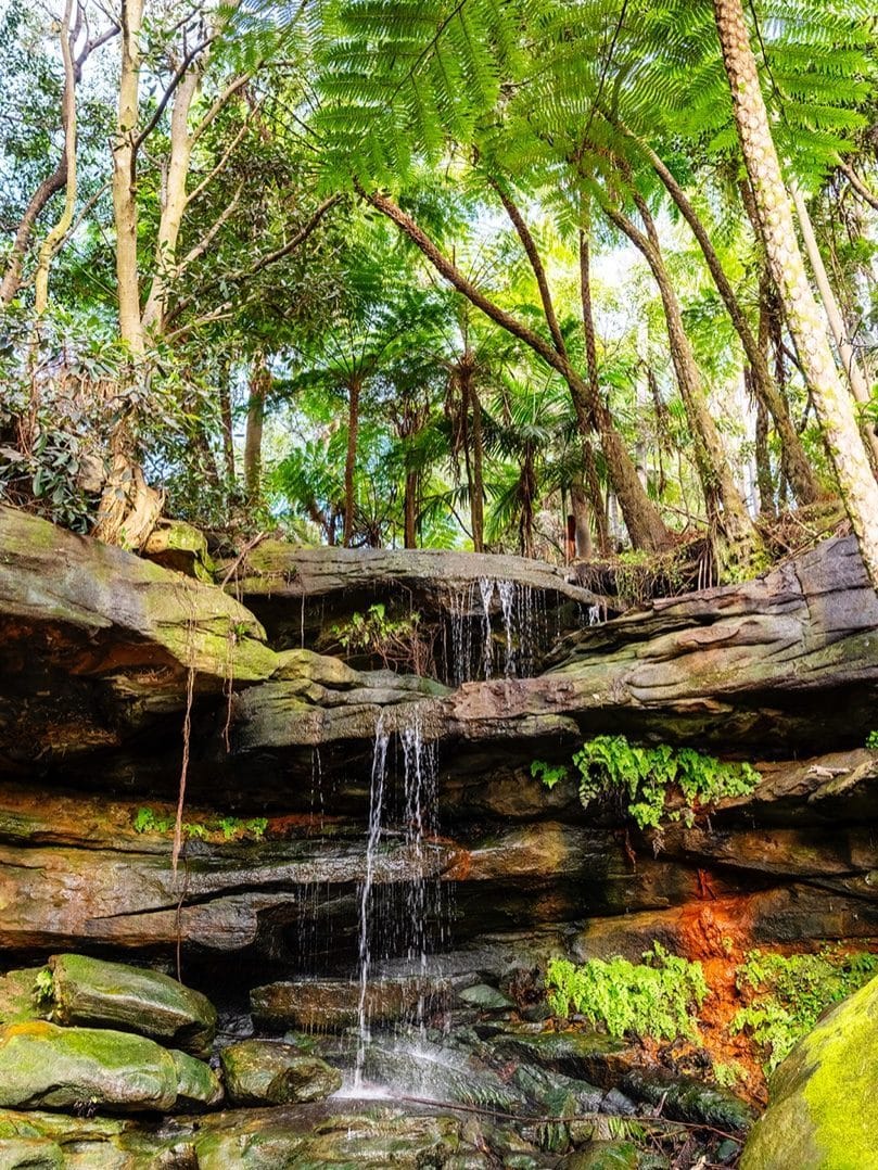 A small waterfall over sandstone in Parsley Bay's rainforest