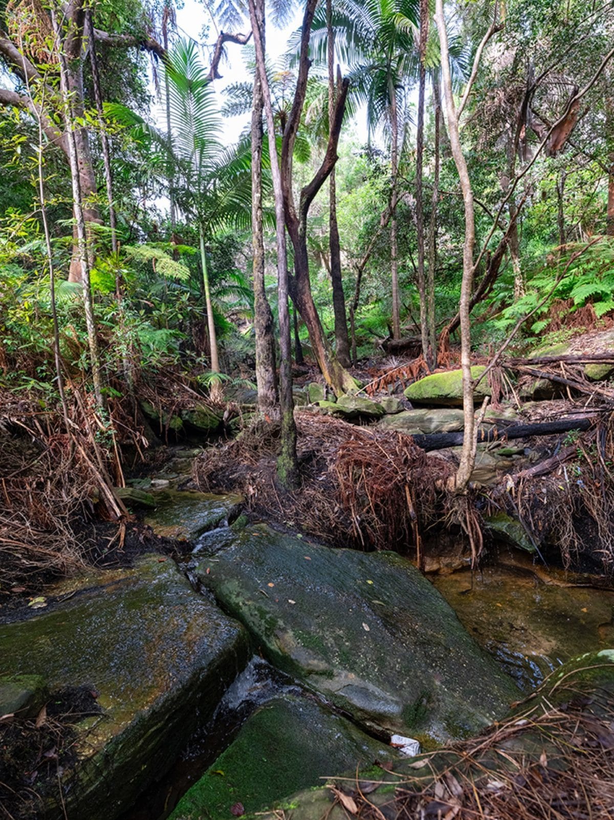 Rainforest gully at Parsley Bay