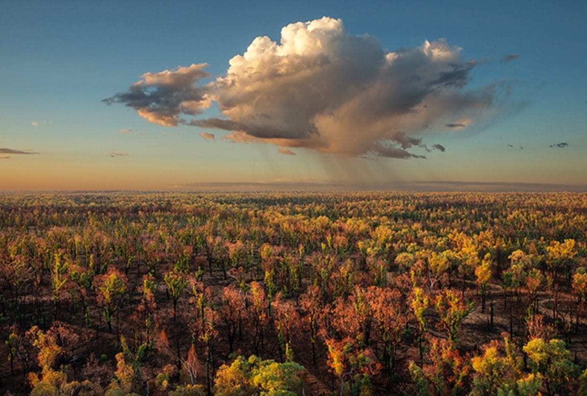 The Pilliga scrub regreens after fire, a rain cloud drifting over the regrowth