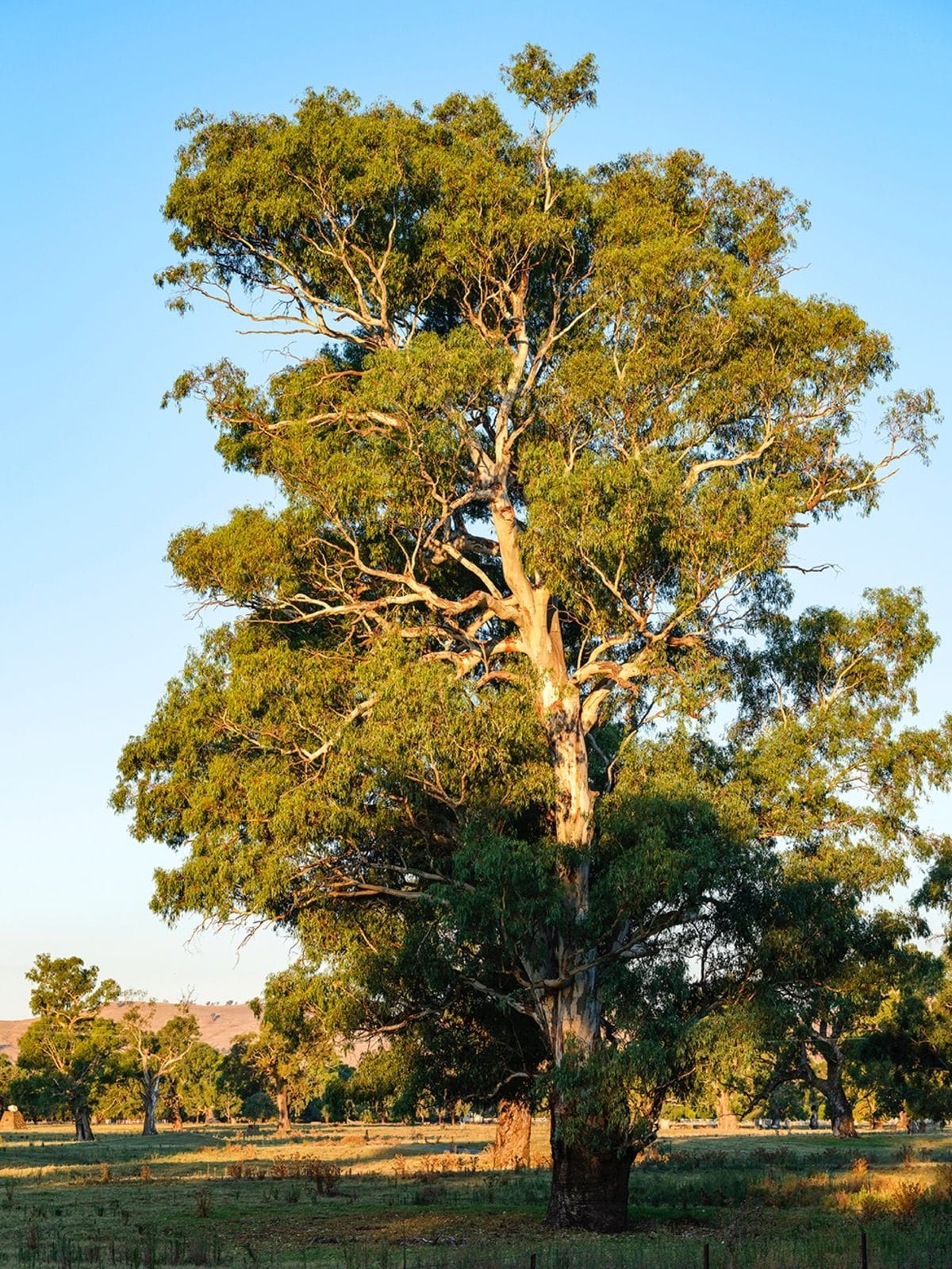 A grand River Red Gum in golden light