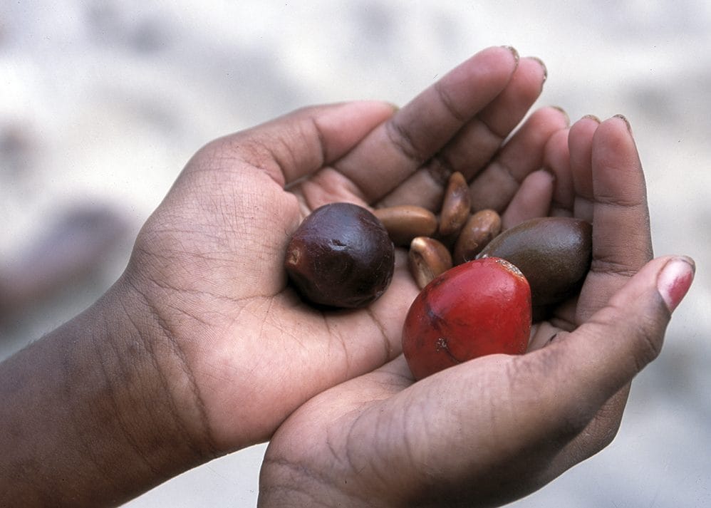A child's cupped hands holding a handful of native seeds and fruits