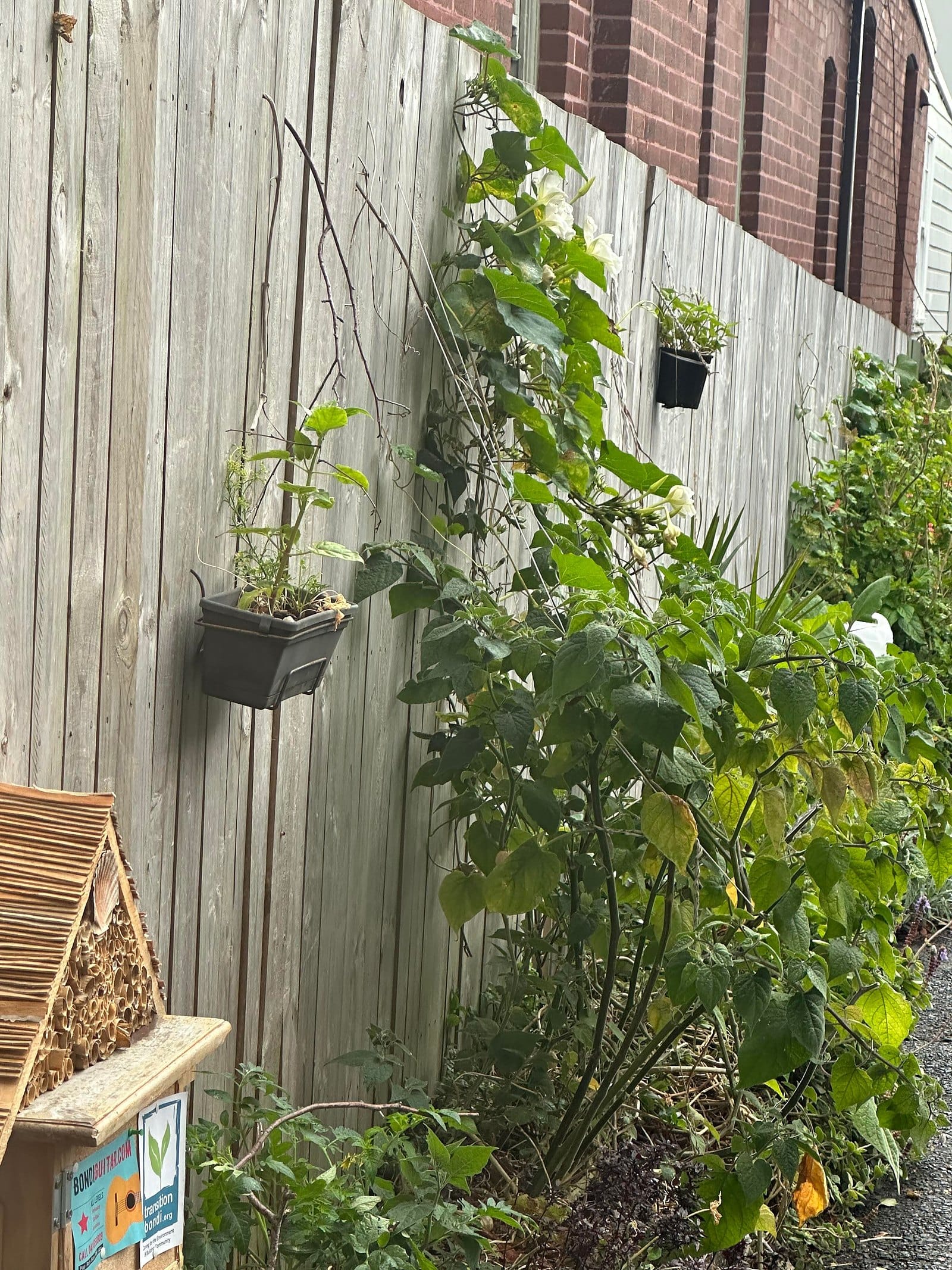 Hanging planters and a bee hotel on a laneway fence in Bondi