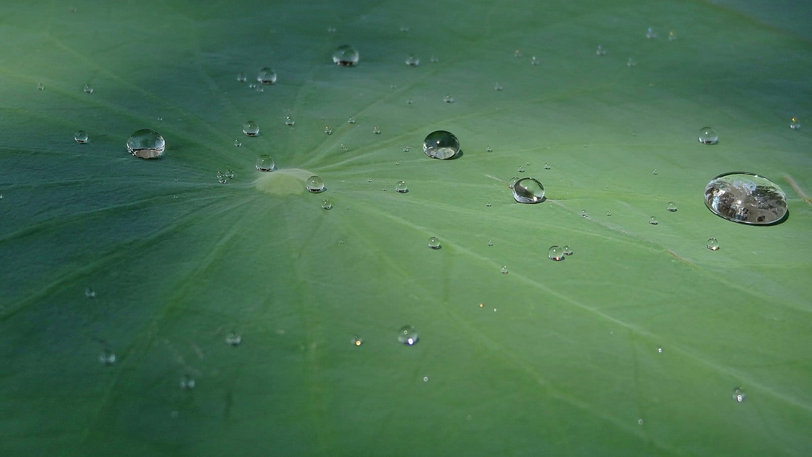 Water droplets beading on a green lotus leaf