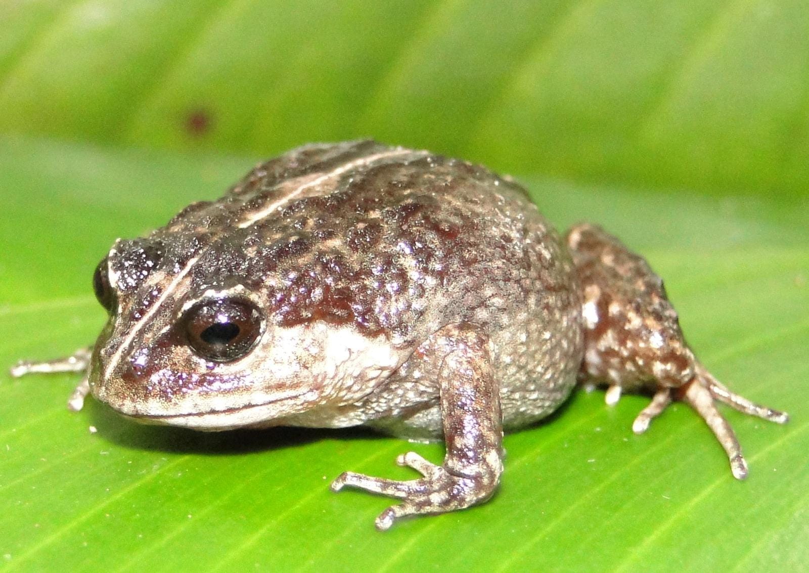 Lynchius romolerouxae, the holotype, on Cerro Plateado