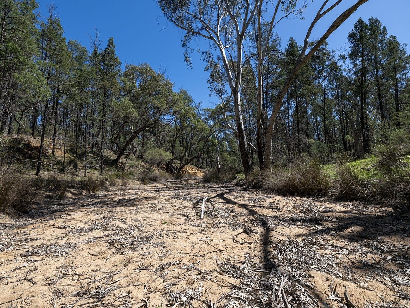 A dry sandy creek bed winds through the Pilliga forest