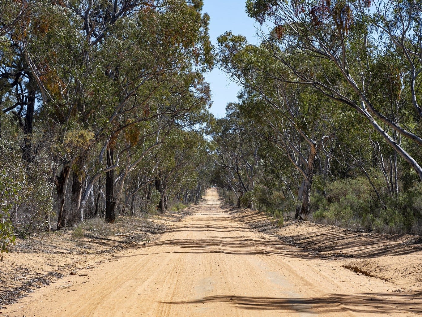 A sand road runs straight through the Pilliga forest