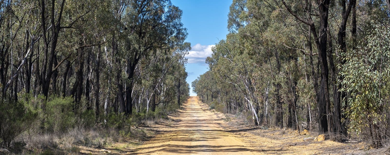 Forest either side, sky ahead: a long straight road through the Pilliga