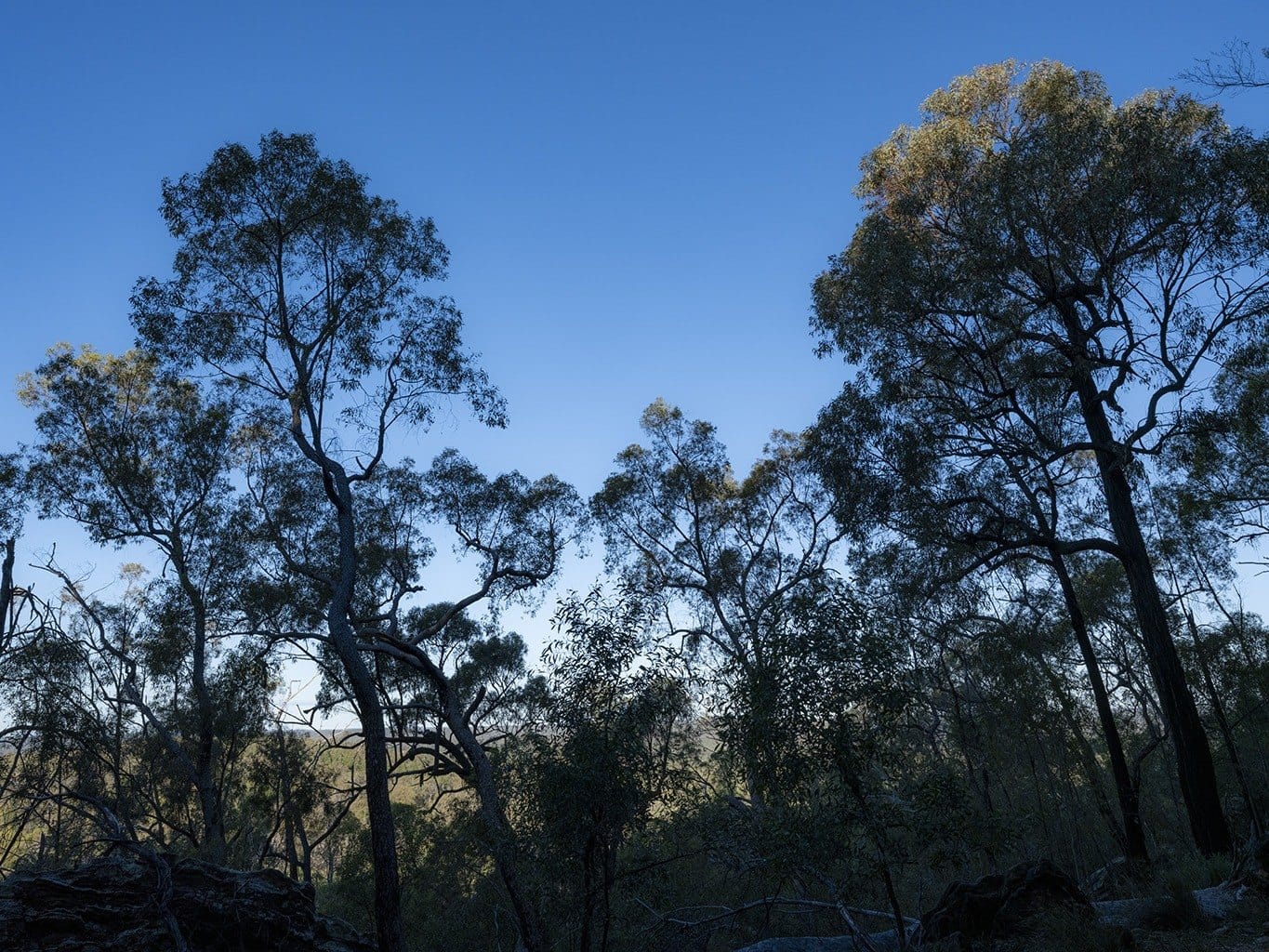 Trees against a deep blue sky, Pilliga forest