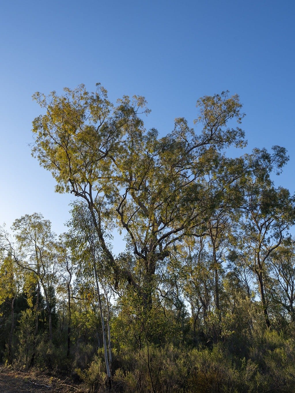 A big gum catches the afternoon light, Pilliga forest