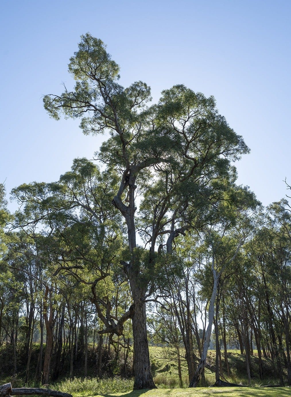 An old gum spreads its crown over the clearing, Pilliga forest