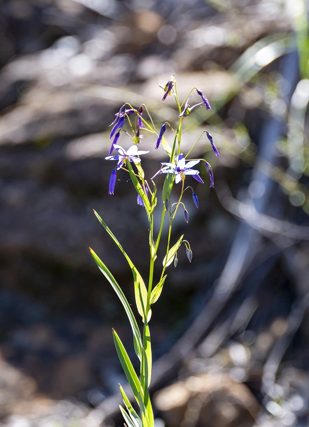 Wildflower in bloom on the forest floor, Pilliga