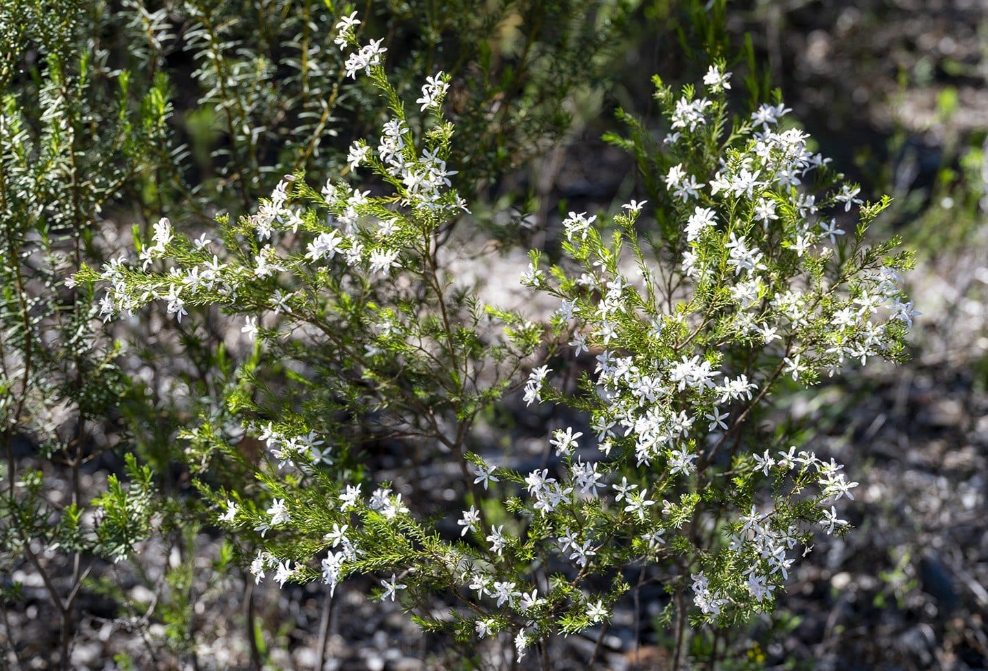 White wildflowers star the Pilliga scrub