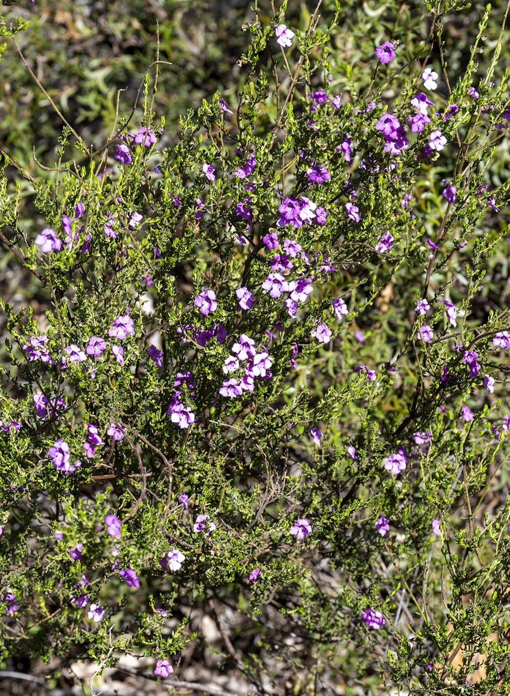 Pink flowering shrub in the Pilliga forest