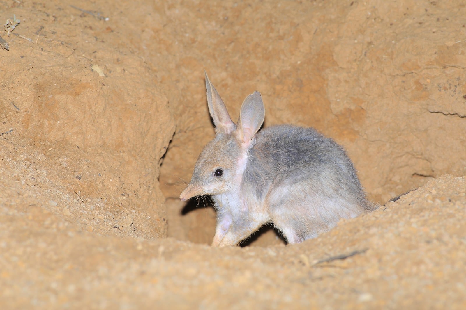 A wild greater bilby at its burrow