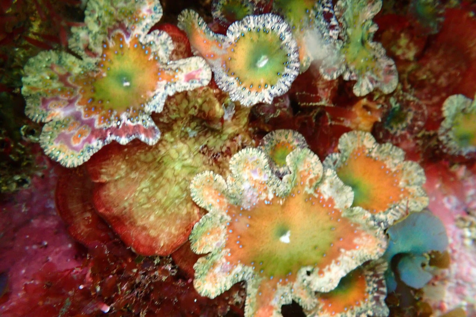 Asteromenia, a red alga with round umbrella shaped blades, growing in Shelly Park Ocean Pool