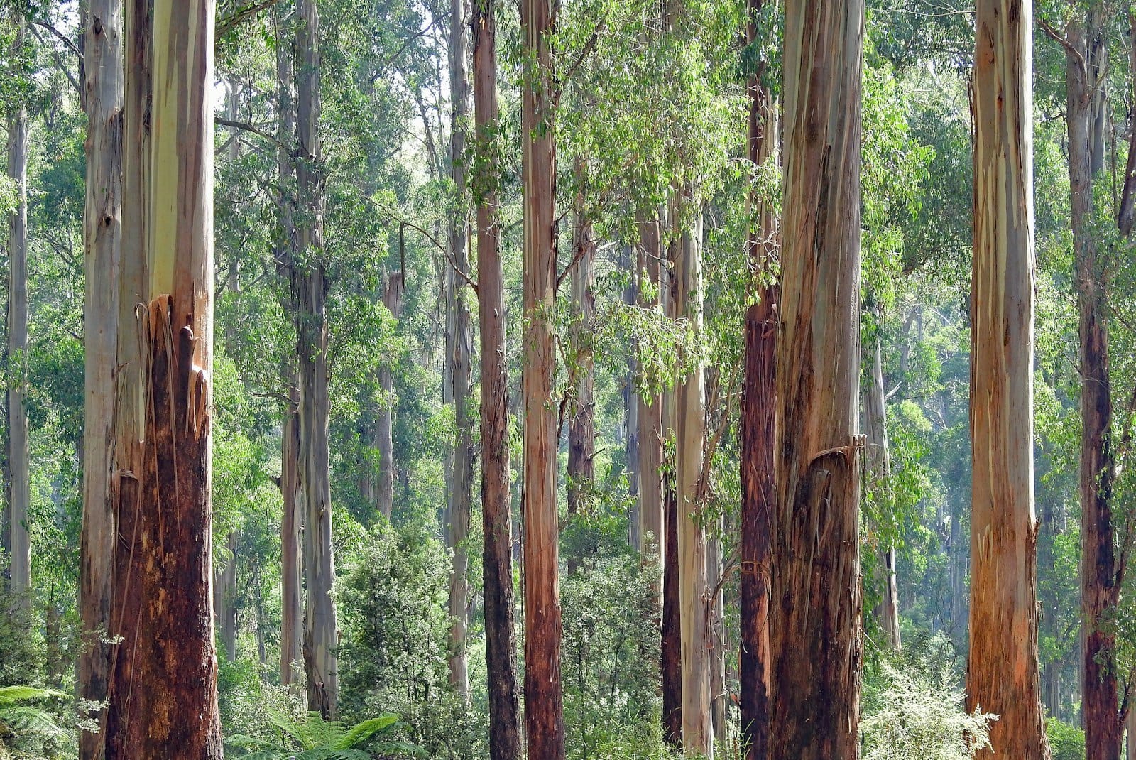 Tall eucalypts in a Victorian forest