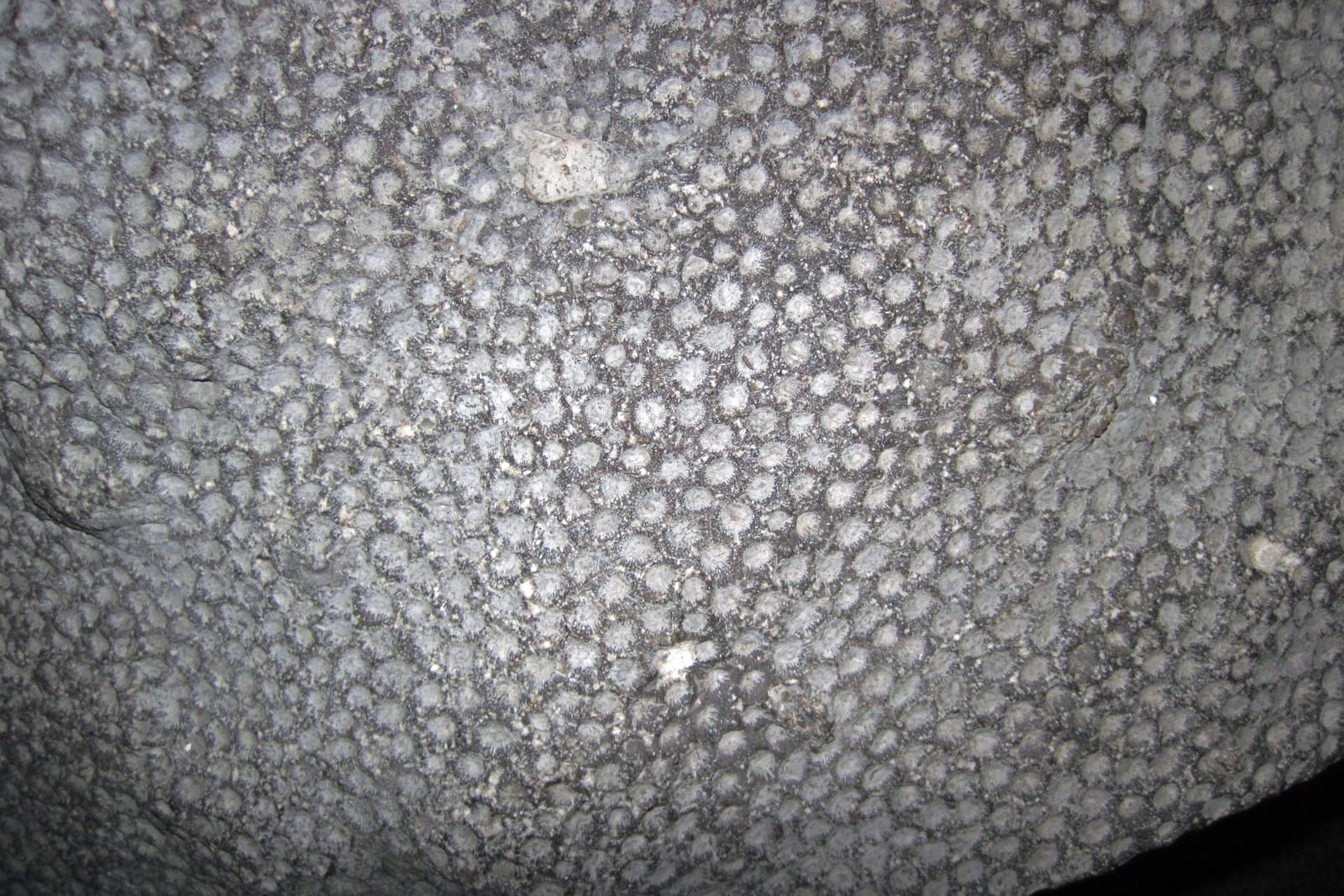 Close up of grey fossil coral with a honeycomb pattern