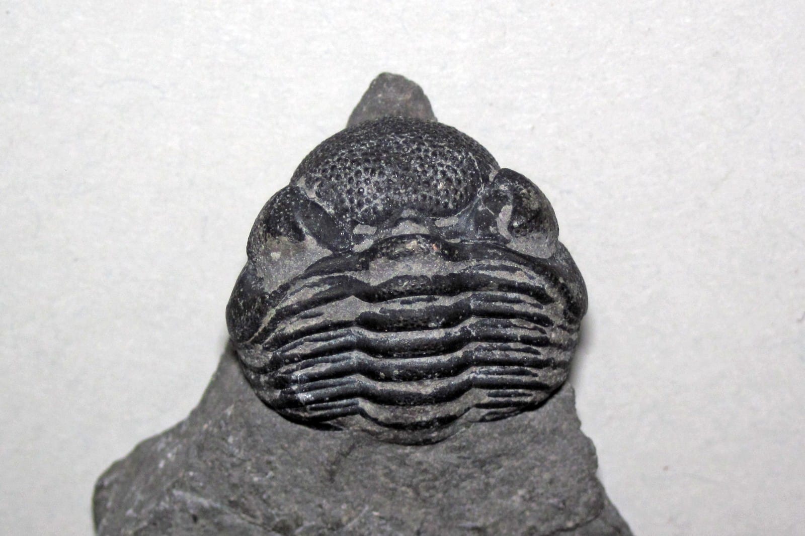A dark fossil trilobite curled on pale stone
