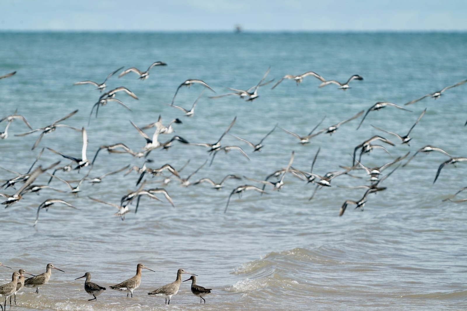 A flock of bar tailed godwits standing on wet sand
