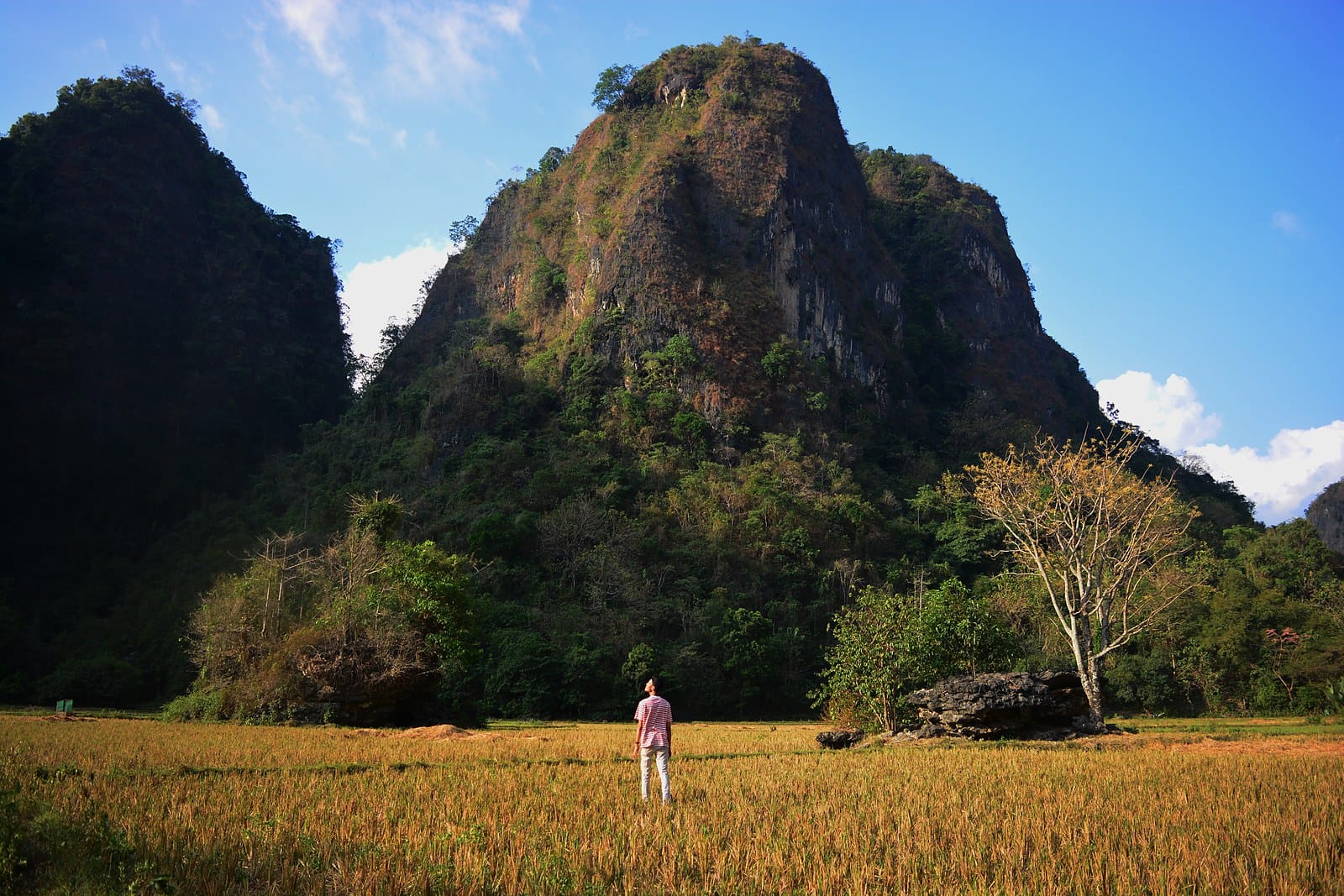 Green rice paddies beneath limestone karst towers in South Sulawesi