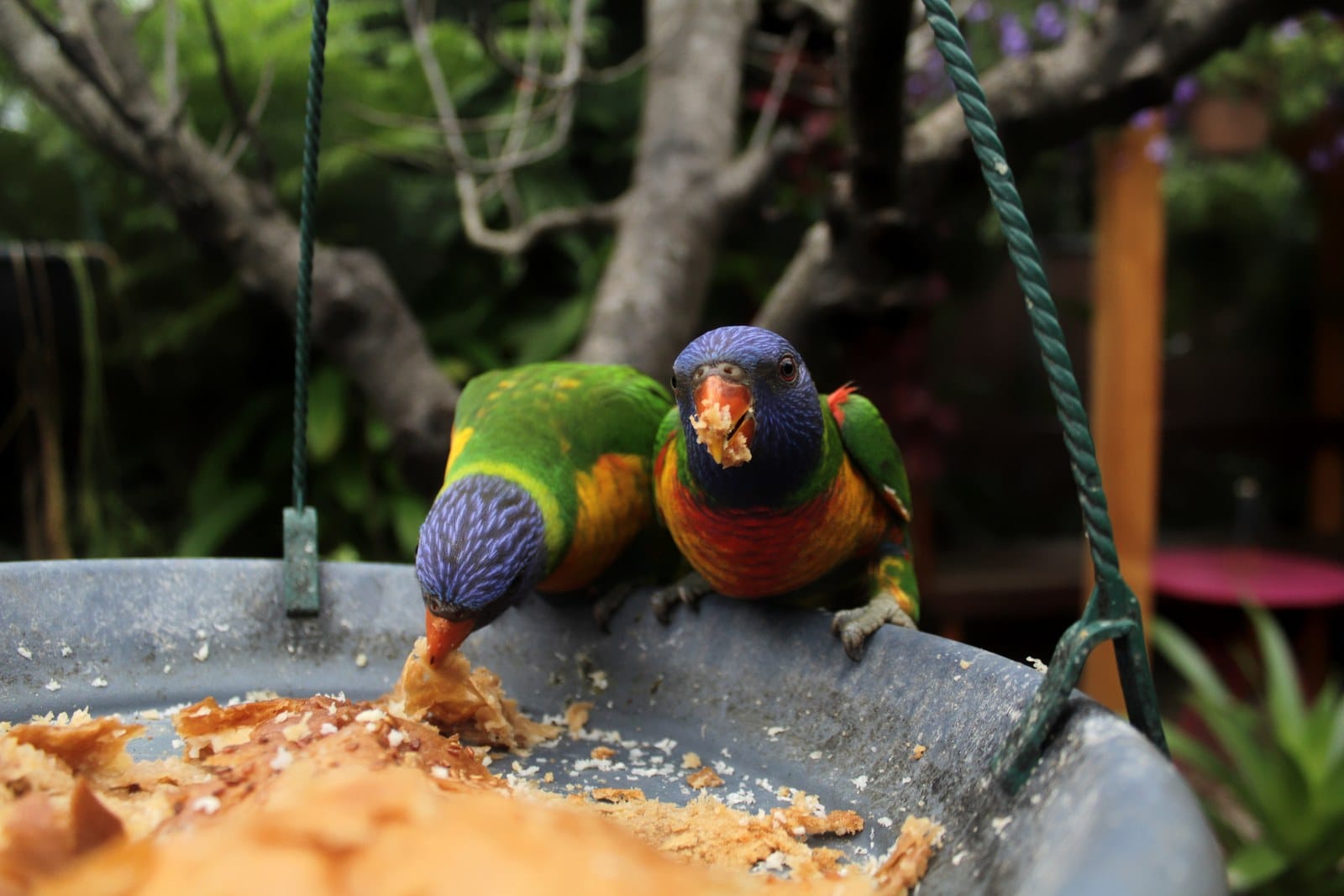 A rainbow lorikeet with bright blue head and orange chest on a branch
