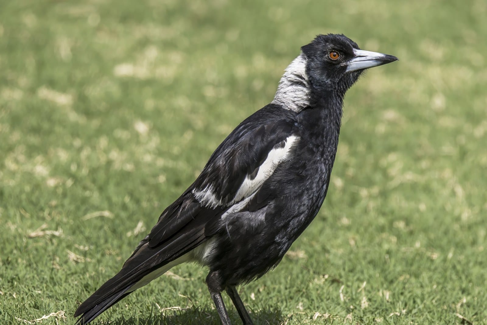 A black and white Australian magpie standing on grass