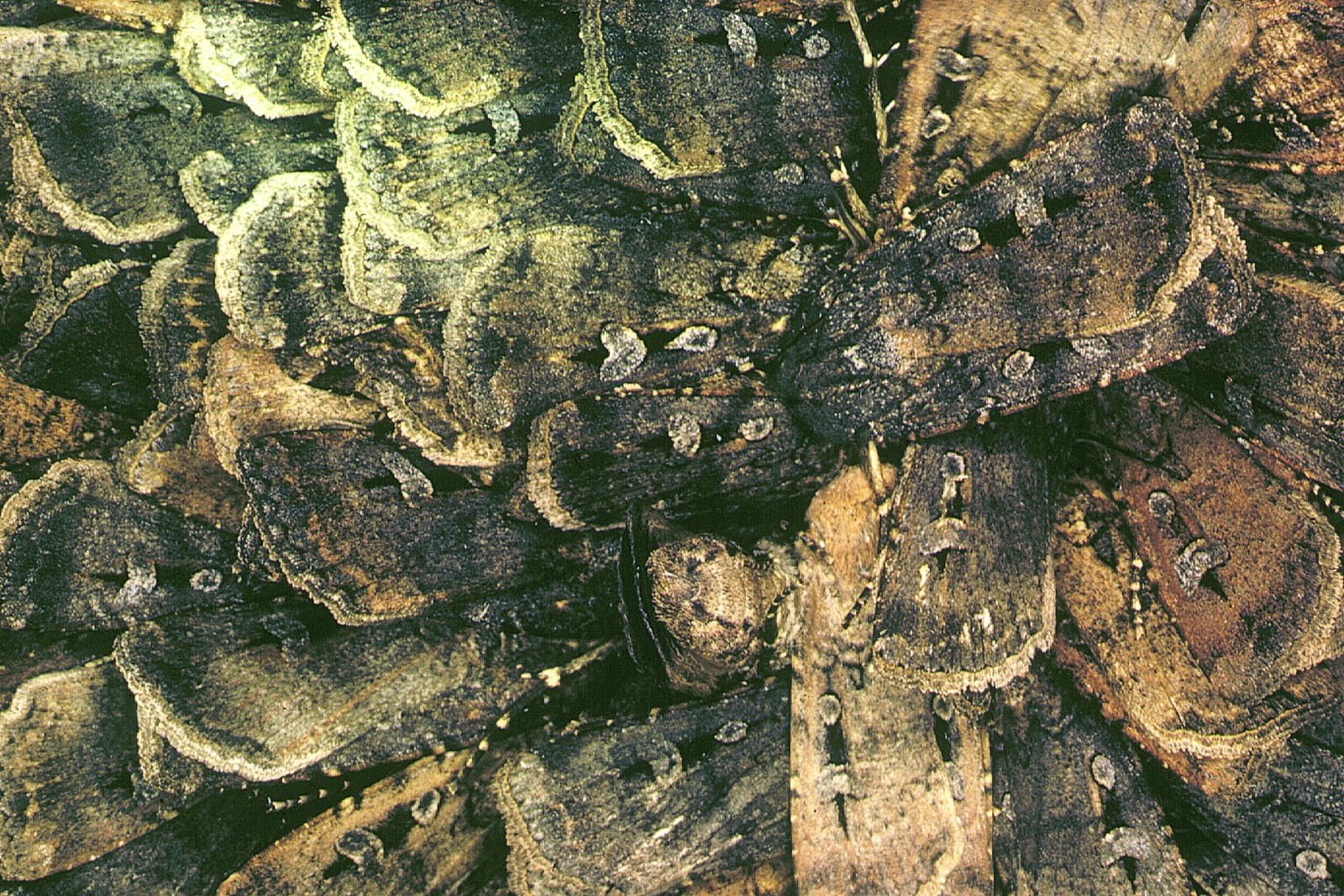 Hundreds of bogong moths packed side by side on a cave wall