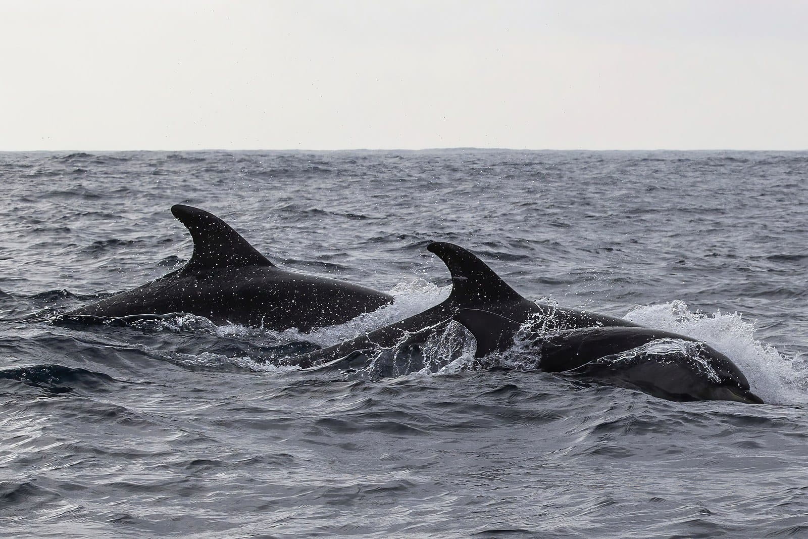 Two bottlenose dolphins surfacing side by side, their dorsal fins clear against grey water
